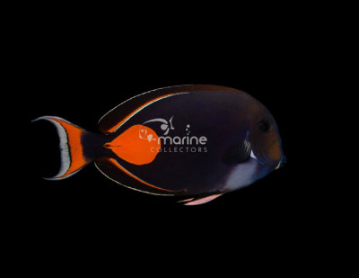 Achilles Tang