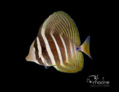 Sailfin Tang