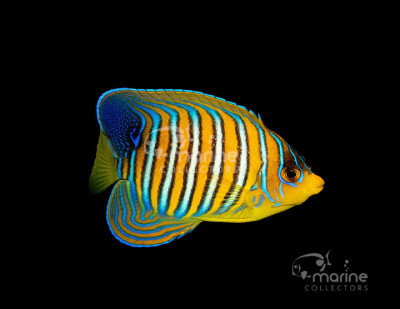 Yellow Belly Regal Angelfish*
