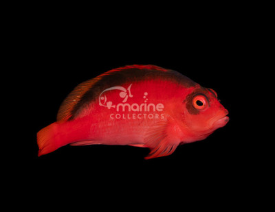 Flame Hawkfish