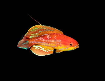Diamond Tail Flasher Wrasse