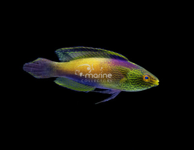 Rhomboid Wrasse