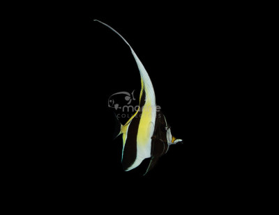 Moorish Idol (eating prepared foods)