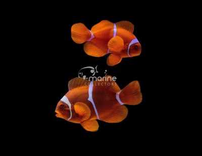 White Stripe Maroon Clownfish (WILD)