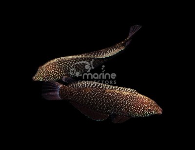 Black Leopard Wrasse