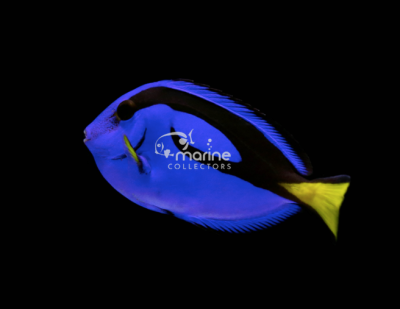 Blue Tang