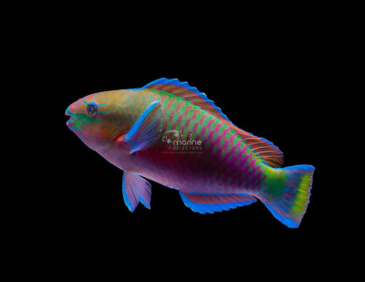 Quoyi Parrotfish
