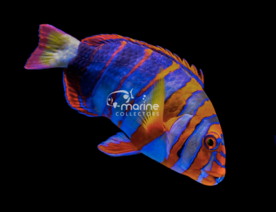 Australian Harlequin Tuskfish