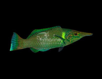 Green Bird Wrasse