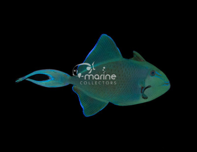 Niger Triggerfish