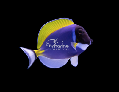 Powder Blue Tang