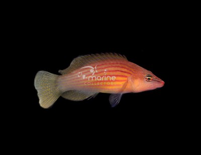 Eight Lined Wrasse