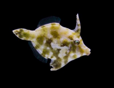 Aiptasia-Eating Filefish