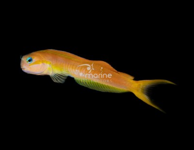 Midas Blenny