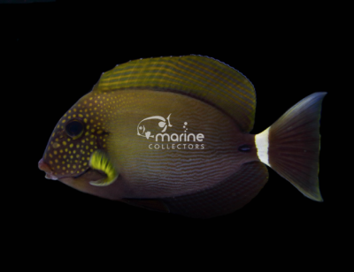 Maculiceps Tang