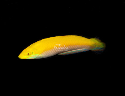 Yellow/Purple Wrasse