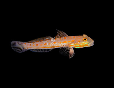 Diamond Goby