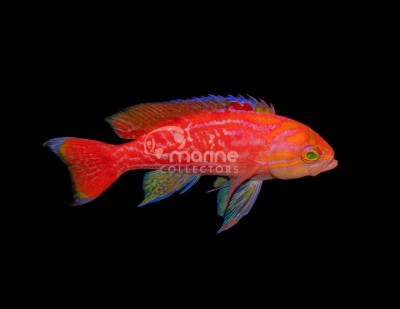 Bimaculatus Anthias