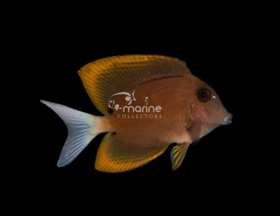 Bristletooth Tomini Tang