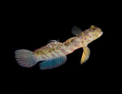Pink Spotted Watchman Goby
