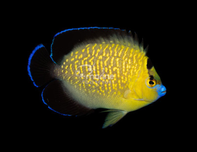 Goldflake Angelfish