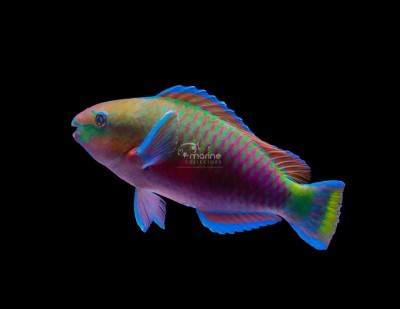 Quoyi Parrotfish