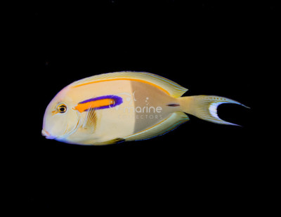 Orange Shoulder Tang