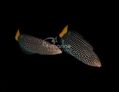 Yellow Tail Tamarin Wrasse