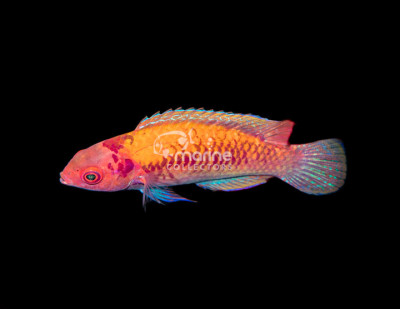 Orange Back Fairy Wrasse