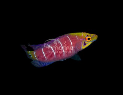 Mystery Wrasse