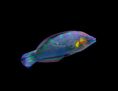 Melanurus Wrasse