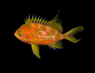 Borbonius Anthias