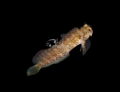 Lawnmower Blenny