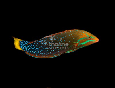 Red Coris Wrasse