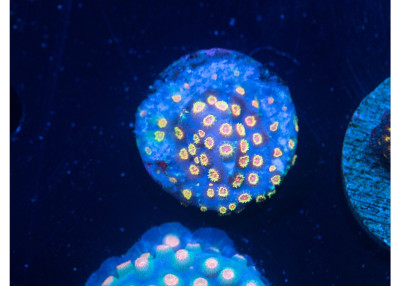 Bizarro Cyphastrea R05