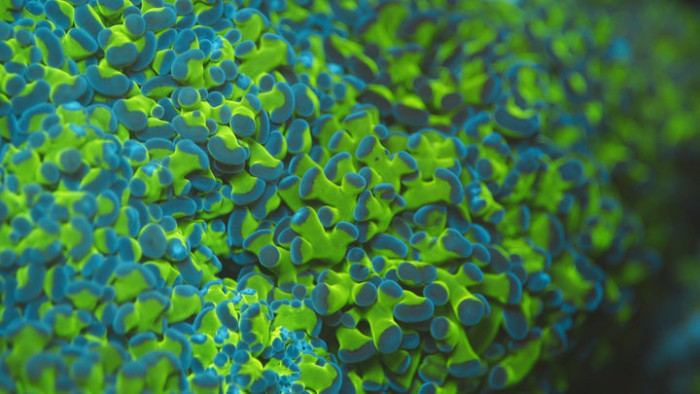 Blue Tip Frogspawn