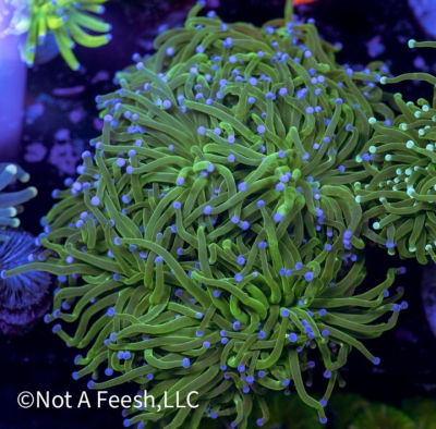 Malaysian Hidden Gold Torch