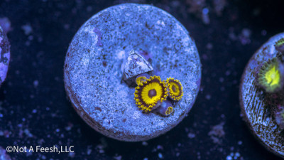 LA Lakers Zoa (WYSIWYG)