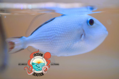 Juvenile Golden Back Trigger