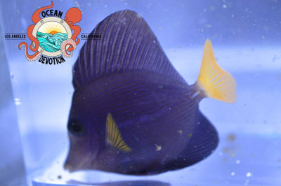 Small Purple Tang