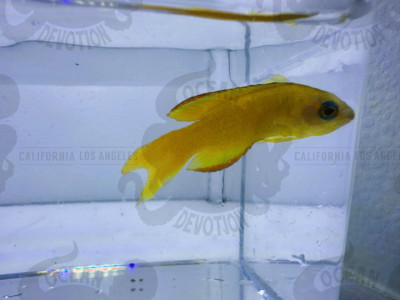 Yellow Assessor Basslet