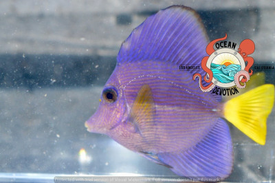 Purple Tang