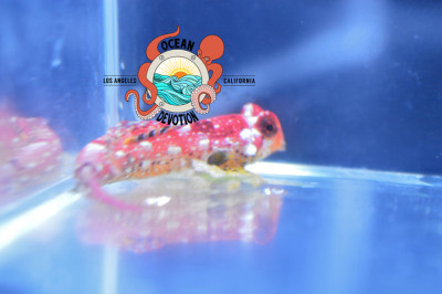 Ruby Red Scooter Blenny