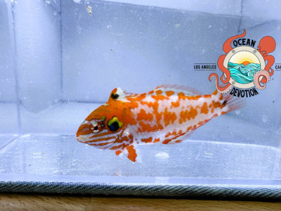 Chaoti Leaopard Wrasse