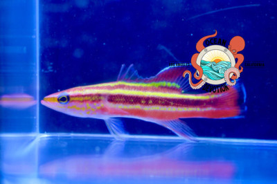 Rainbow Basslet
