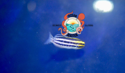 Captive Bred Striped Blenny
