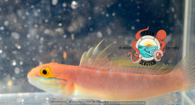 Bella Goby
