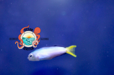 Captive Bred Harptail blenny