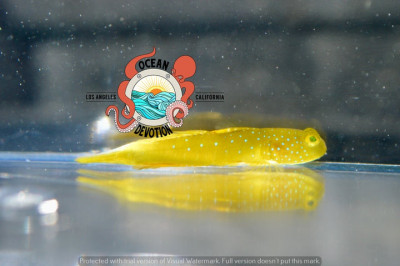 Yellow Watchman Goby