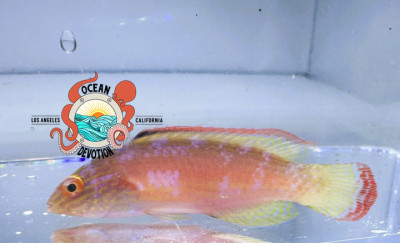 Pink Margin Fairy Wrasse